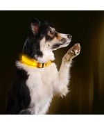 Collar luminoso para perros grandes