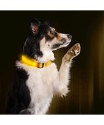 Collier lumineux pour grand chien