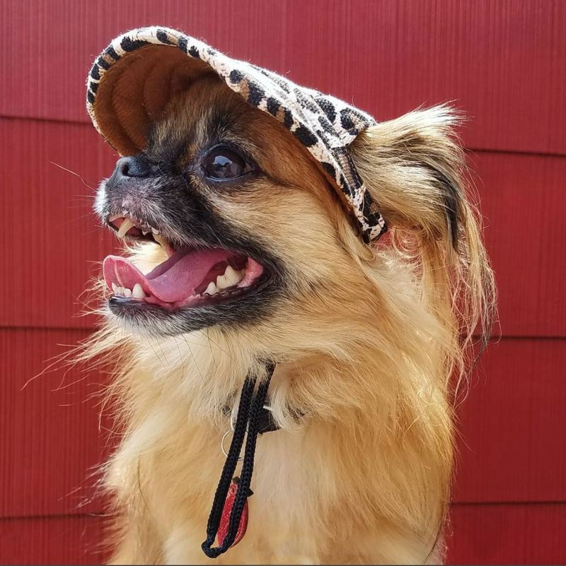 cap for dog leopard