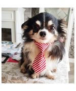 Corbata para perro pequeño