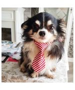 Dog ties