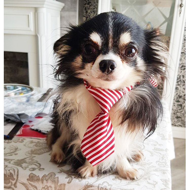 Acheter nœud papillon et cravate pour chien et chat sur Gueule d'amour