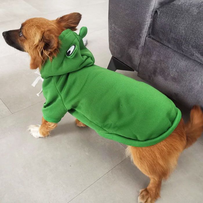 sudadera perro rana