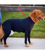 traje antiarañazos para perros