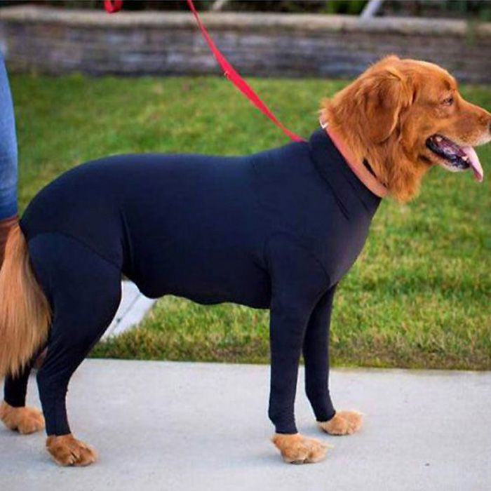 anti scratching suit for dog