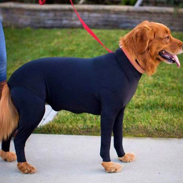 traje antiarañazos para perros