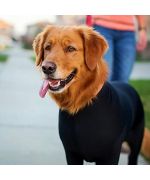 traje protector para perros