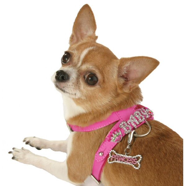 Harnais pour chien Laisse Ensemble Pet Chat Gilet Harnais avec Bowknot pour  Petit Chiot Chiens Chihuahua Yorkies Carlin 