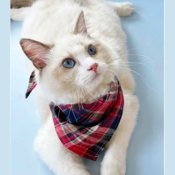 bandana pour chat