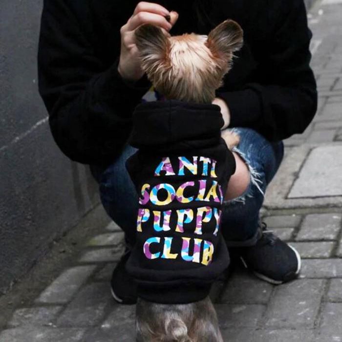 anti social dog sweater