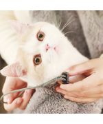 cat bag for home transport