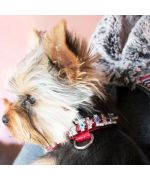 collier personnalisable pour petit chien