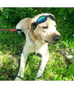 lunette de soleil pour grands chiens