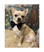 bow tie for dog and cat