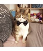 bow tie for cat