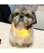 collier lumineux pour shitzu