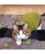 Pull pour chat