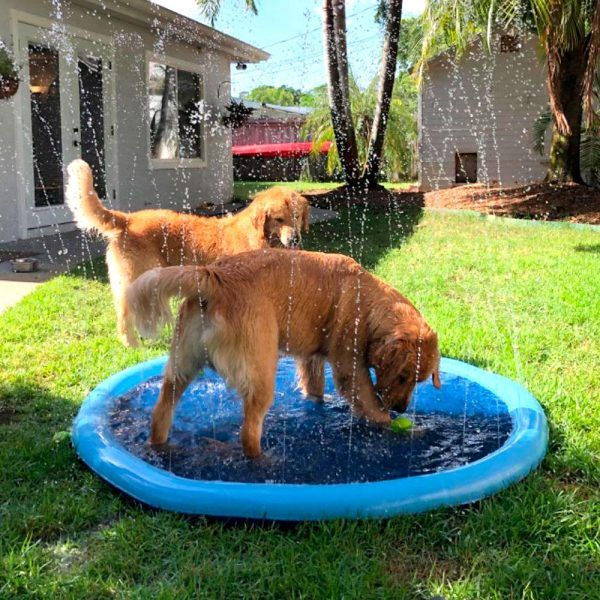 piscine pour grands chiens