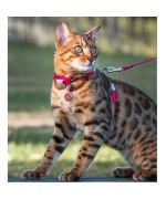 Special harness and cat Leash Red