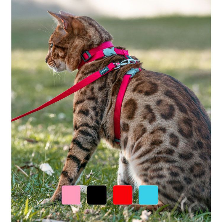 Ceinture de sécurité pour chien chat laisse voiture rouge pas cher