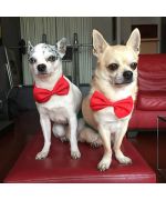 bow tie for dog and cat