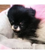 cama de perro princesa