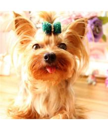 Glittery double dog bows with elastics - Pack of 5