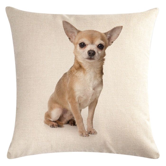 cushion chihuahua