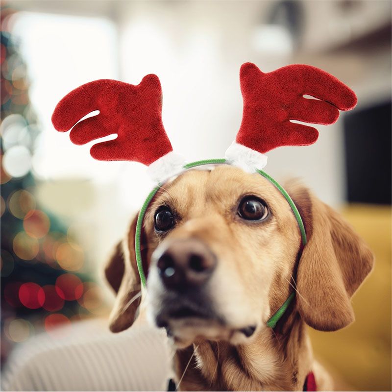 Accesorios navideños para animales.