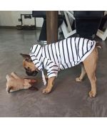 Sweatshirt for dogs and cats with stripes