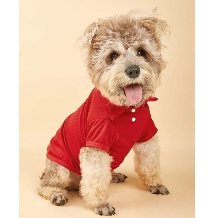 pet polo shirt