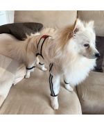impermeable para perro grande