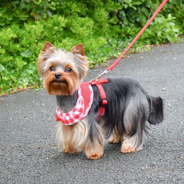 Comme Un Roi - Harnais Cuir So Trendy Rouge pour Chien