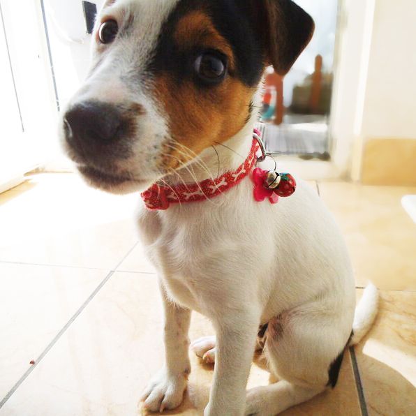 Cloche d'apprentissage de la propreté pour chien avec grelots