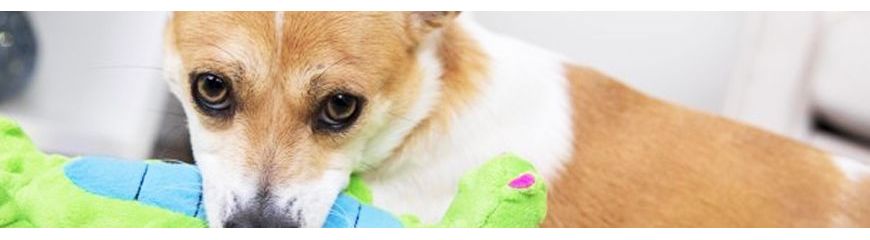 Cuddly toys for dogs