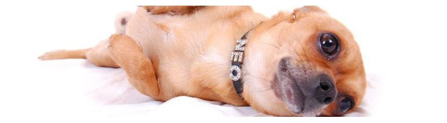 Dog Collars, Leashes & Harnesses