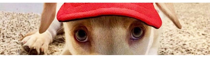 Dog caps and hats