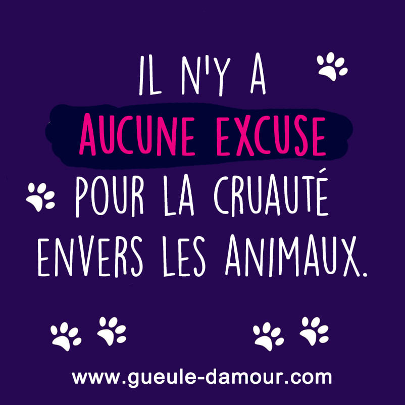 Il n'y a aucune excuse pour la cruauté envers les animaux.