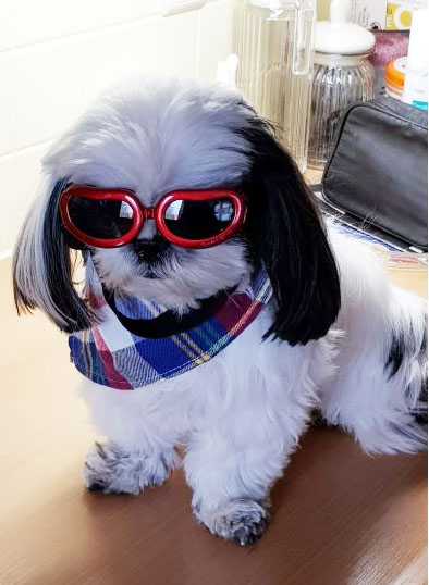 Glasses for small dogs