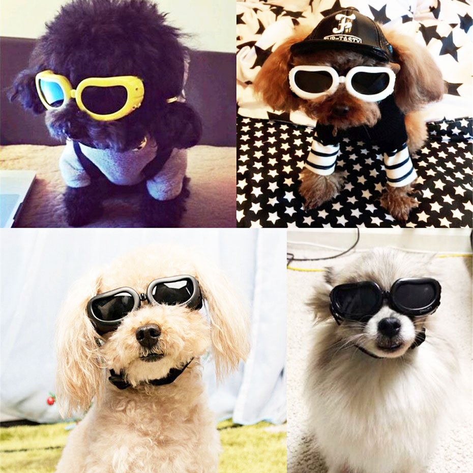 gafas para perros pequeños