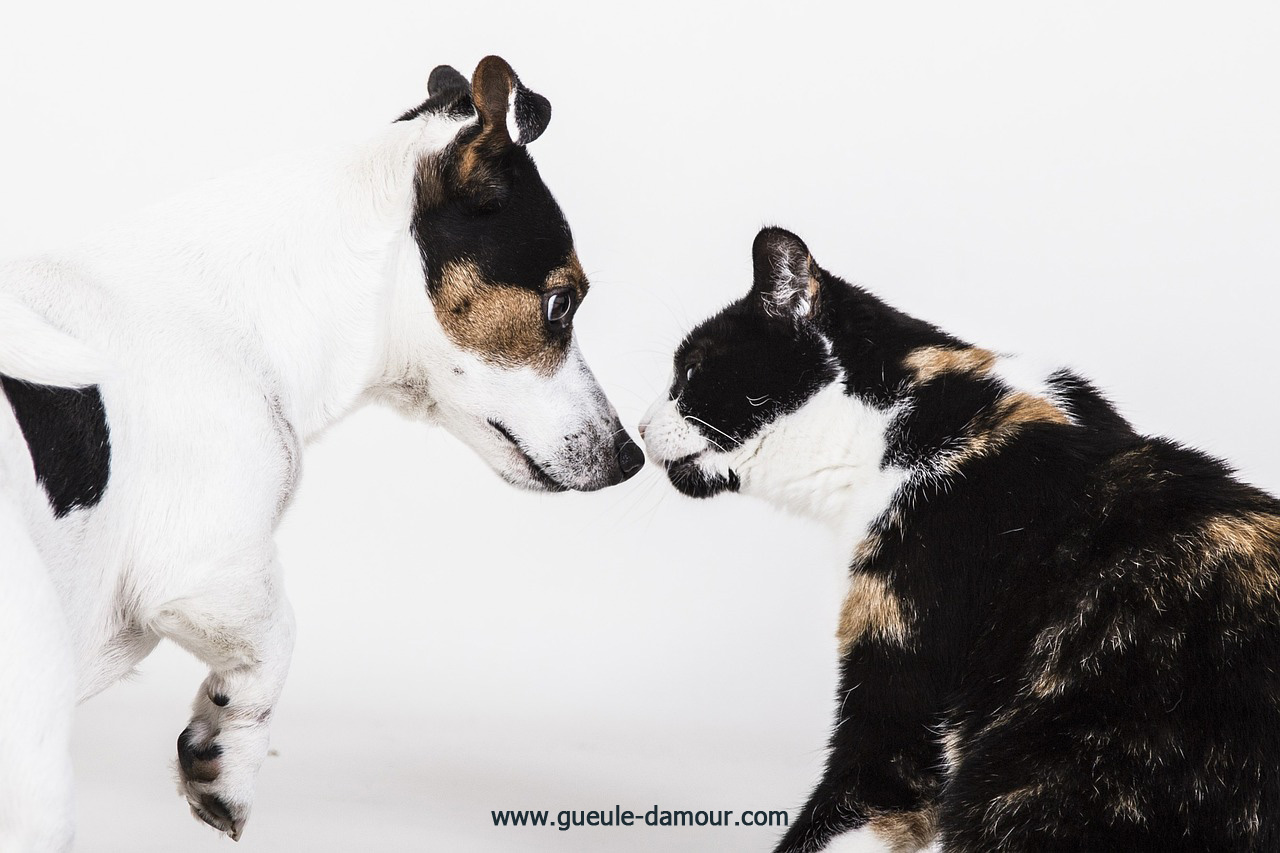 Amis félins et canins