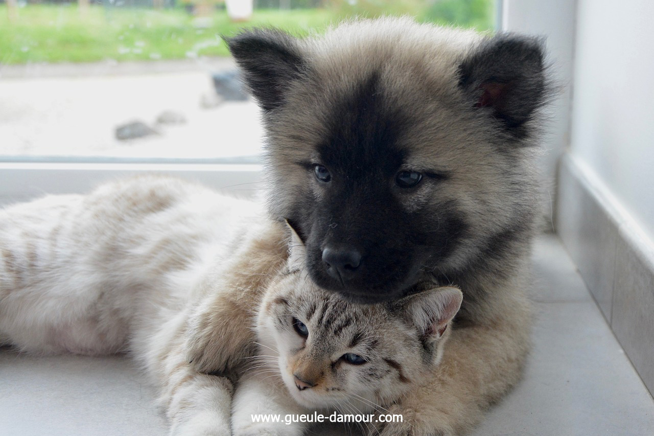 Trucos y consejos para perros y gatos