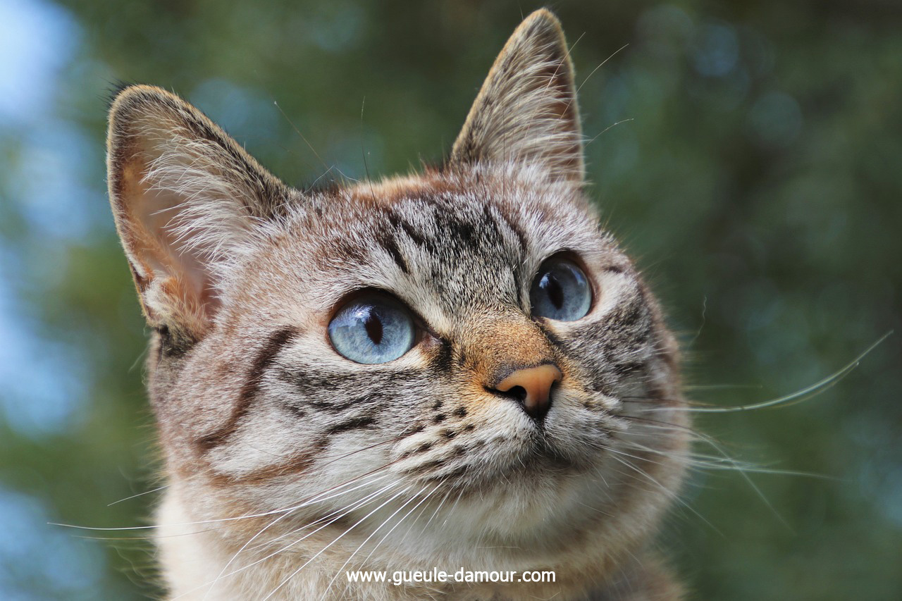 Conseils pour chats