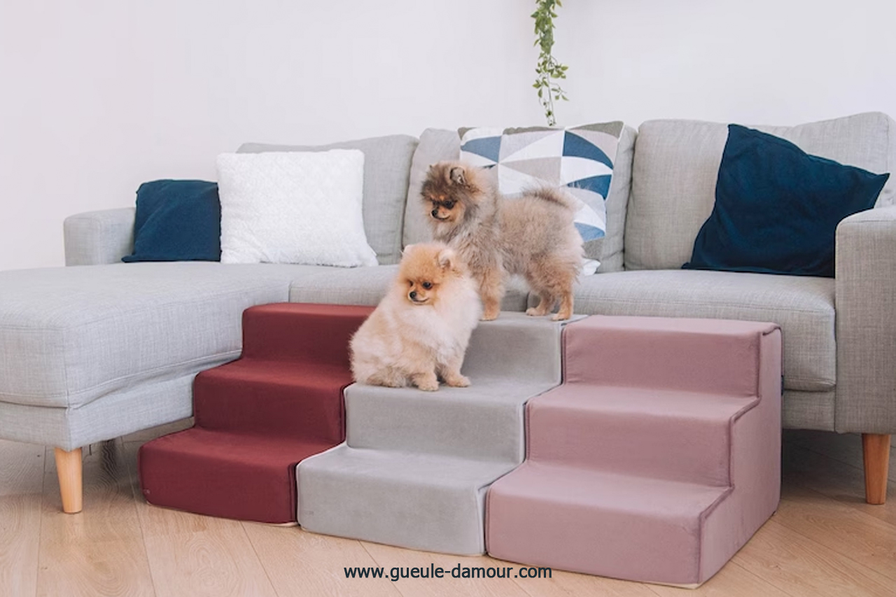Escaleras para perros