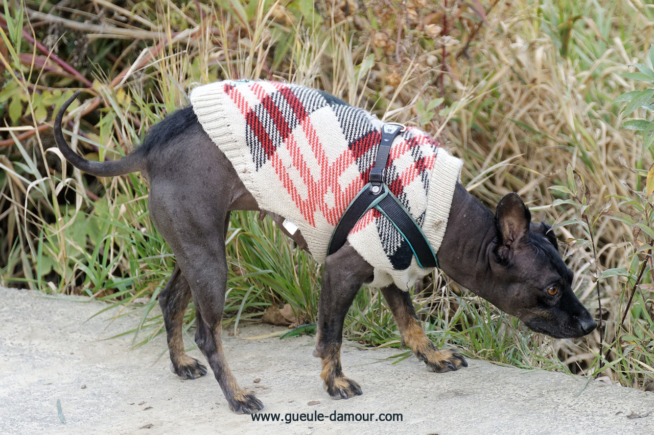 Ropa de lujo para perros.