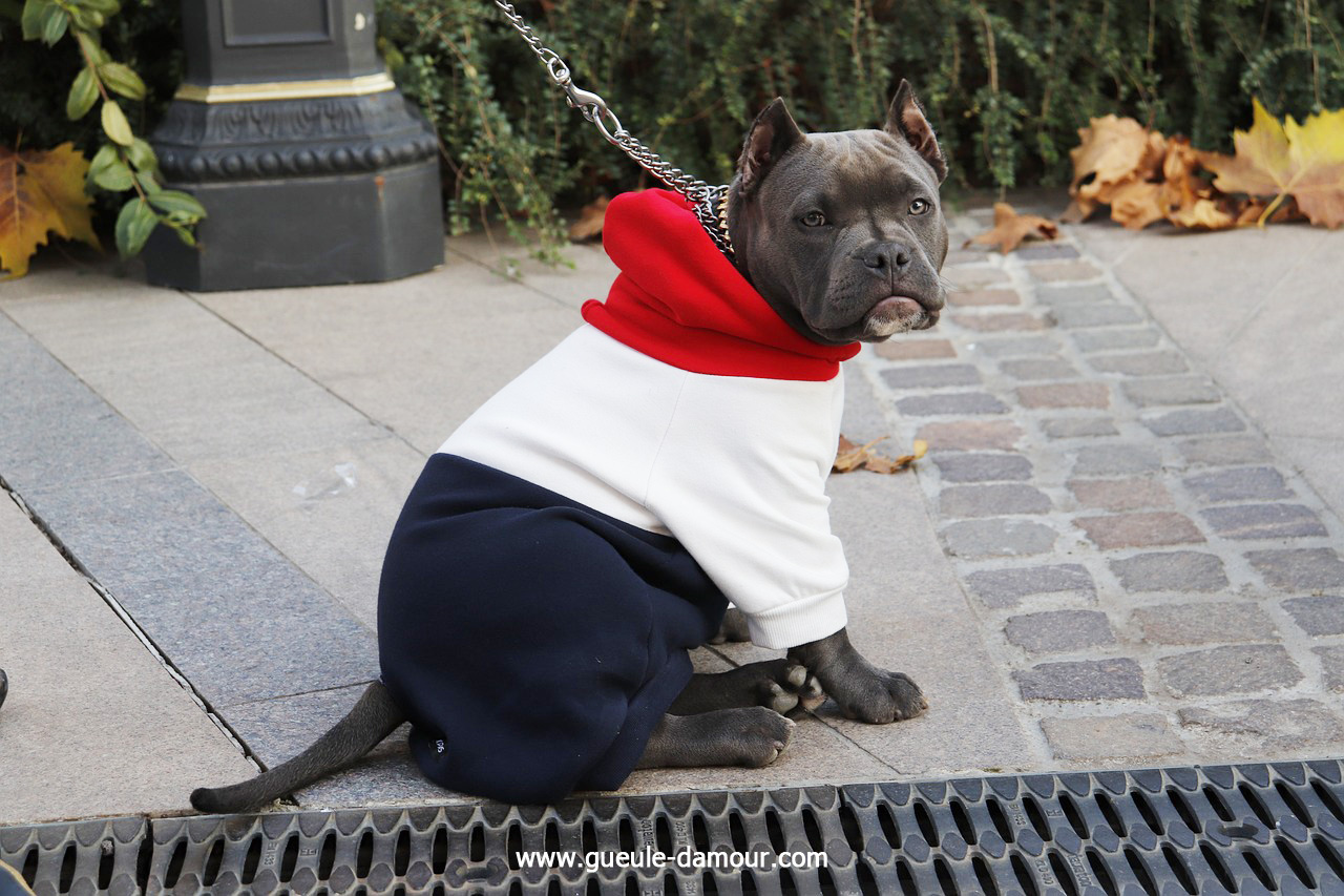 Vêtement pour grand chien