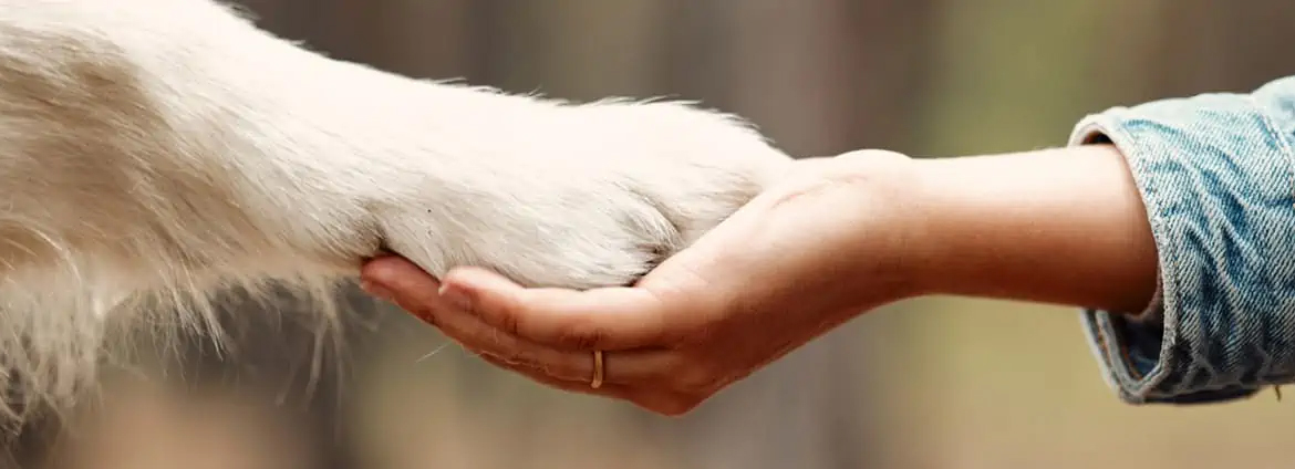 Tienda de perros de lujo, nuestras donaciones para animales