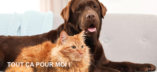 cadeaux_pour_chiens_et_chats.jpg