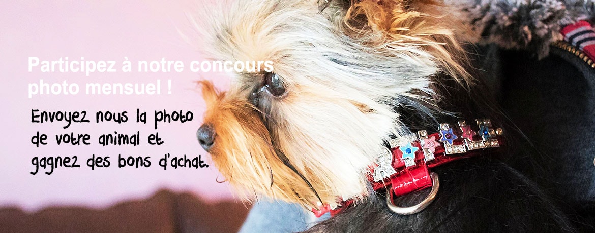 Concours photo pour chien et chat Gueule d'Amour