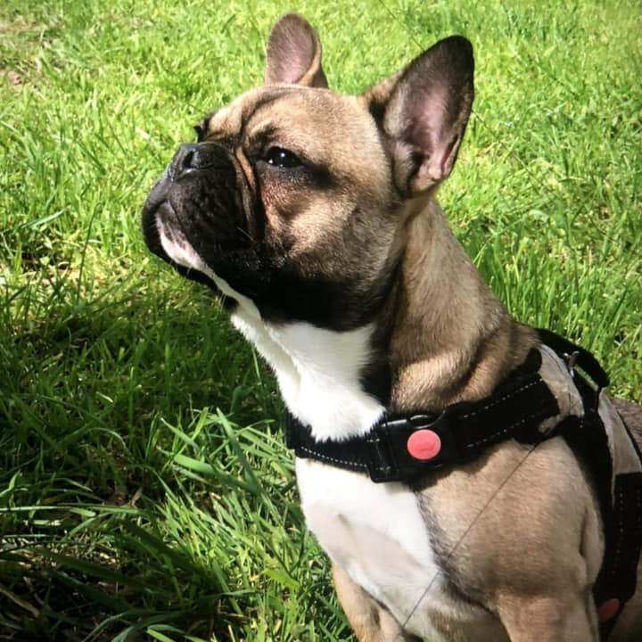 Beautiful female bulldog
